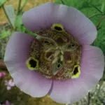 Calochortus superbus — californian