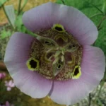 Calochortus superbus — photo 2