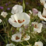 Calochortus superbus — tulip