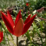 Tulipa sprengeri