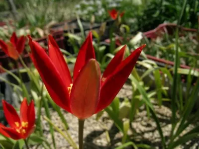 Tulipa sprengeri