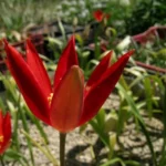 Tulipa sprengeri
