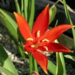 Tulipa sprengeri — ulipa