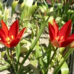 Tulipa sprengeri — sprengeri