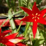Tulipa sprengeri — photo 4