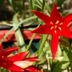 Tulipa sprengeri — photo 4