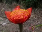 Haemanthus coccineus — photo 6