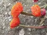 Haemanthus coccineus — photo 7