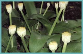 Haemanthus albiflos