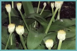 Haemanthus albiflos
