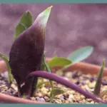 Biarum tenuifolium abbreviatum — biarum