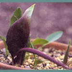 Biarum tenuifolium abbreviatum — photo 2