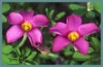 Oxalis hirta/100