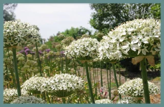 Allium multibulbosum
