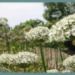 Allium multibulbosum