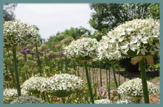Allium multibulbosum