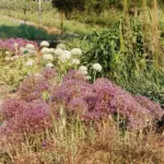 Allium multibulbosum — multibulbosum