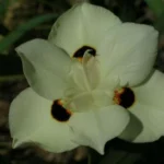 Dietes bicolor
