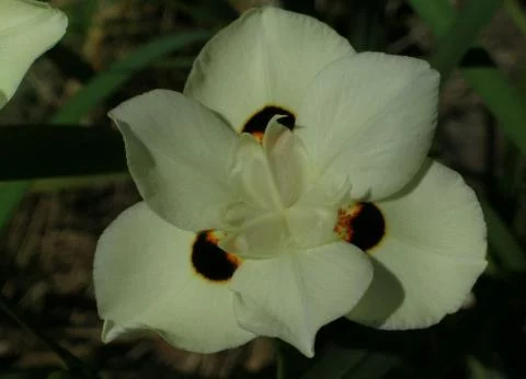 Dietes bicolor