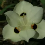 Dietes bicolor