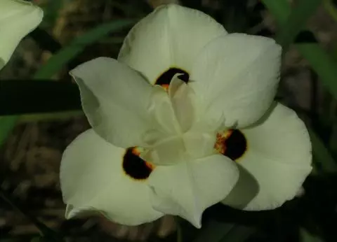Dietes bicolor