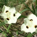Dietes bicolor — Iris