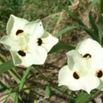 Dietes bicolor — Iris