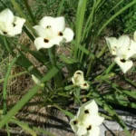 Dietes bicolor — Sud africain
