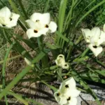 Dietes bicolor — Sud africain
