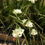 Dietes bicolor — Dietes