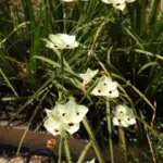 Dietes bicolor — Dietes
