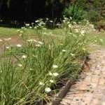 Dietes bicolor — bicolor