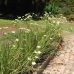 Dietes bicolor — bicolor