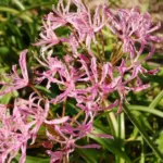Nerine undulata