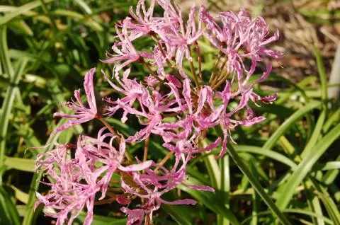 Nerine undulata