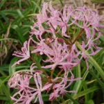 Nerine undulata — crispa