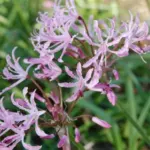 Nerine undulata — Nerine