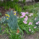 Nerine undulata — undulata