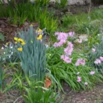 Nerine undulata — undulata