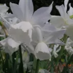 Narcissus triandrus ‘Thalia’
