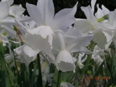 Narcissus triandrus &lsquo;Thalia&rsquo;