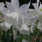 Narcissus triandrus &lsquo;Thalia&rsquo;