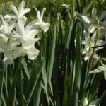 Narcissus triandrus ‘Thalia’ — narcissus