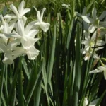 Narcissus triandrus &lsquo;Thalia&rsquo; — photo 2