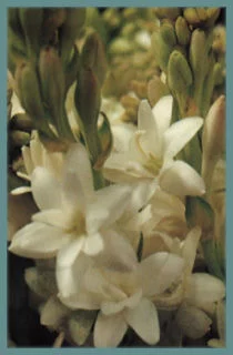 Polianthes tuberosa Pearl (double)