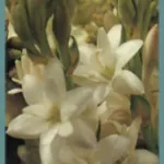 Polianthes tuberosa Pearl (double)