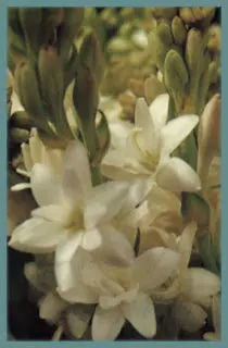 Polianthes tuberosa Pearl (double)