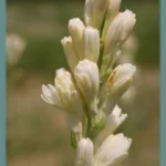 Polianthes tuberosa Pearl (double) — Tubereuse