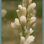 Polianthes tuberosa Pearl (double) — Tubereuse