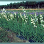 Polianthes tuberosa Pearl (double) — tuberose